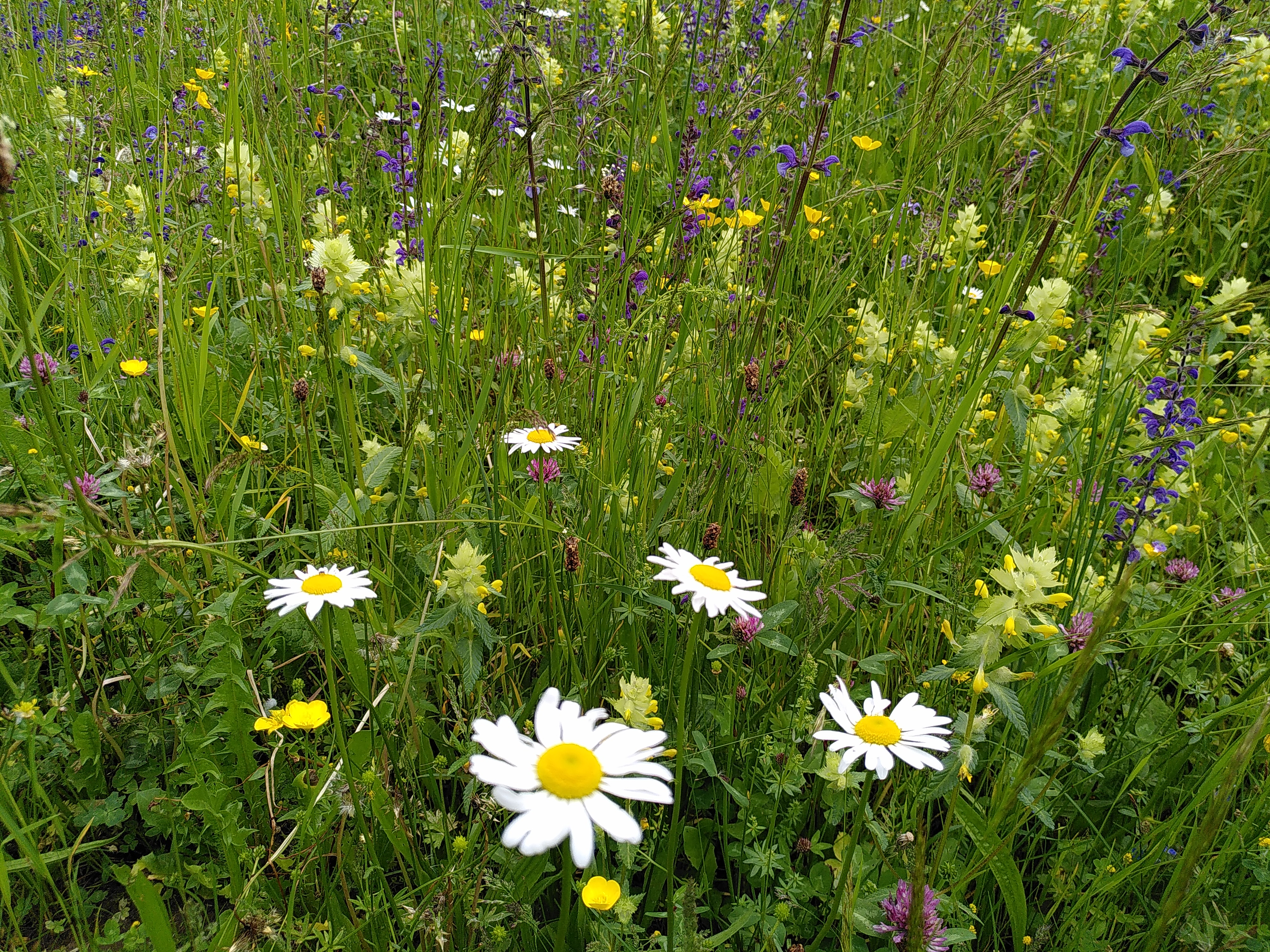 'Zwischen Spätfrühling und Frühsommer'